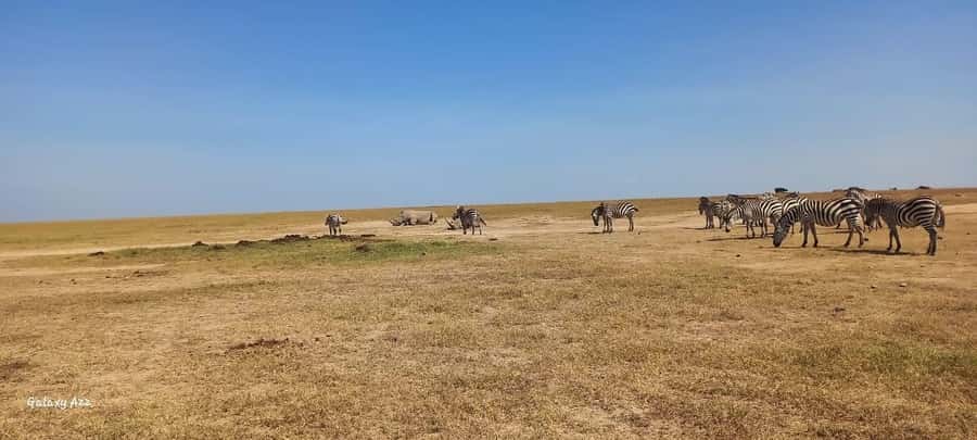 Nairobi national park game drive - Who will get the most from this game drive