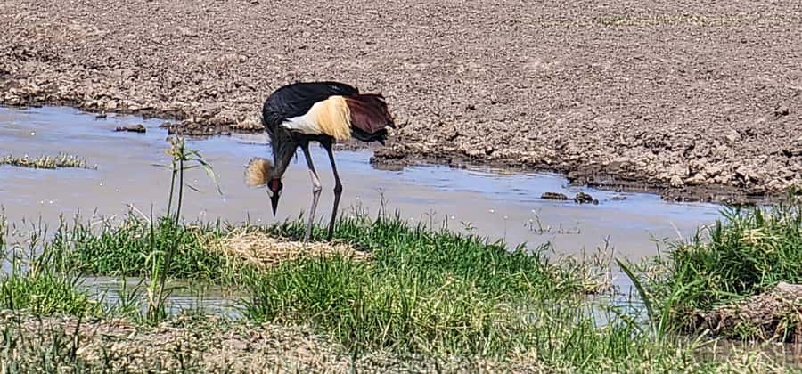 Nairobi national park game drive - Should you book the Nairobi National Park drive?