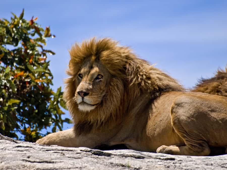 Nairobi: National Park Game Drive and Beads Center Tour - Key points to know before booking