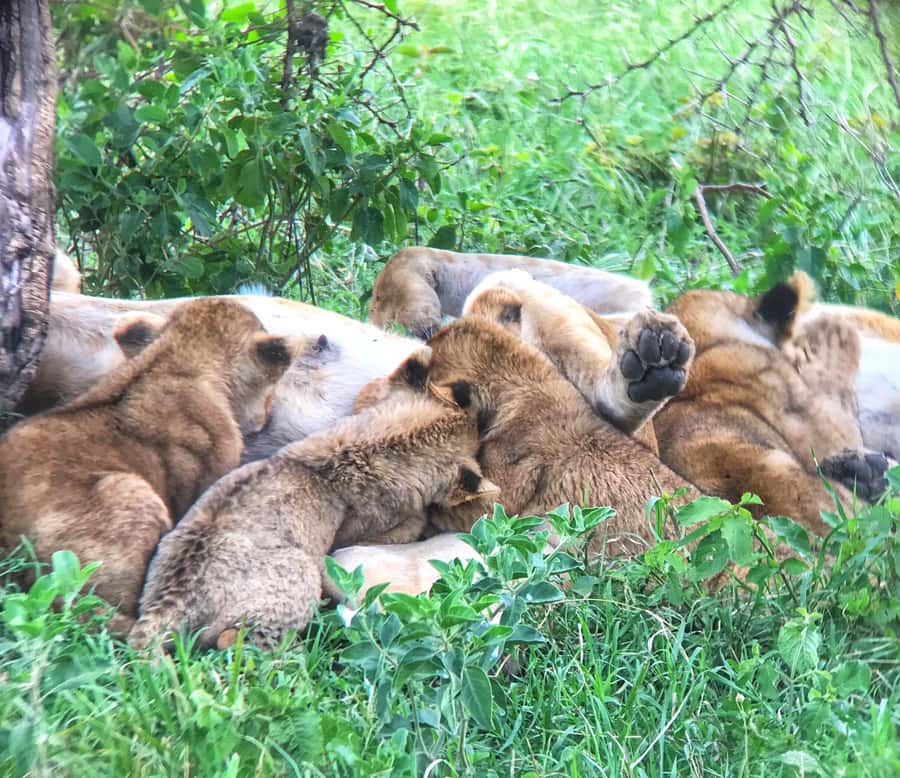 Nairobi: National Park Game Drive and Beads Center Tour - Why this Nairobi outing works so well