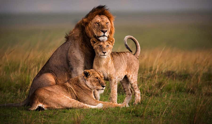 Nairobi: National Park Game Drive and Beads Center Tour - Why the open-roof vehicle matters