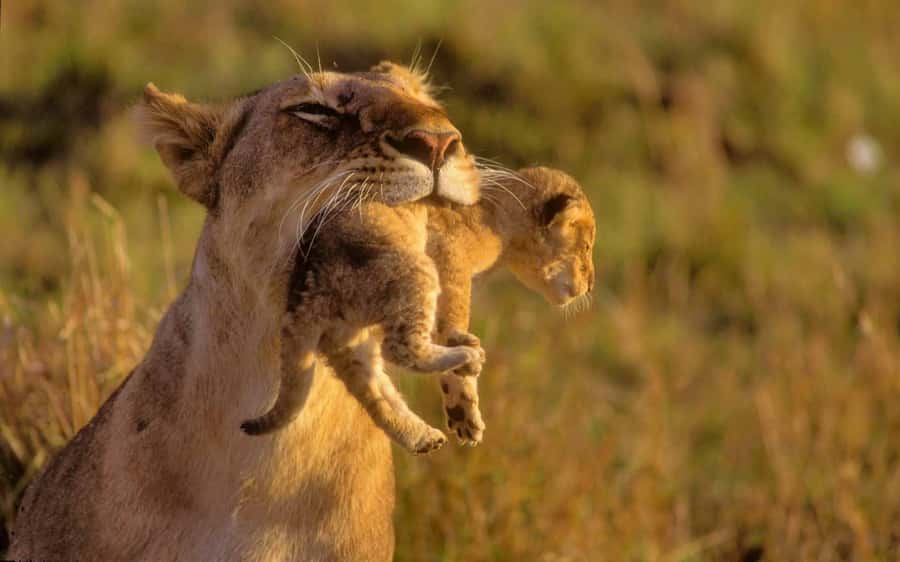 Nairobi: National Park Game Drive and Beads Center Tour - Four hours among Nairobi’s wildlife