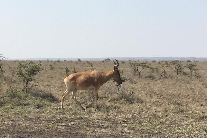 Nairobi National Park game drive. Free Airport pick / drop off. - Entering the park and beginning the four-hour route