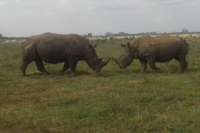 Nairobi National Park game drive. Free Airport pick / drop off.