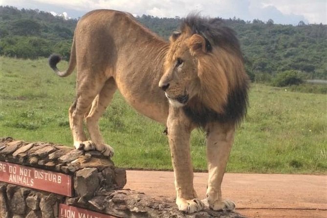 Nairobi National Park game drive. Free Airport pick / drop off. - The wildlife you are most likely hoping to see