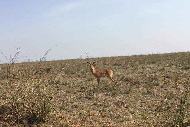 Nairobi National Park game drive. Free Airport pick / drop off. - How much the $61 tour is really worth