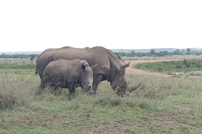 Nairobi National Park game drive. Free Airport pick / drop off. - Who should book this Nairobi safari