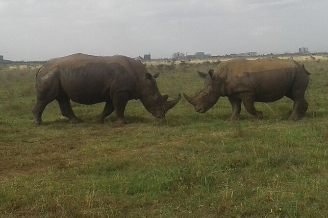 Nairobi National Park game drive. Free Airport pick / drop off. - What the pickup and vehicle arrangement is like