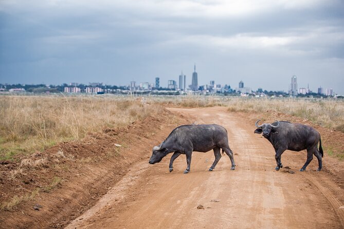 Nairobi National Park Game Drive - Shared Experience in Open Jeep - The small group and shared format