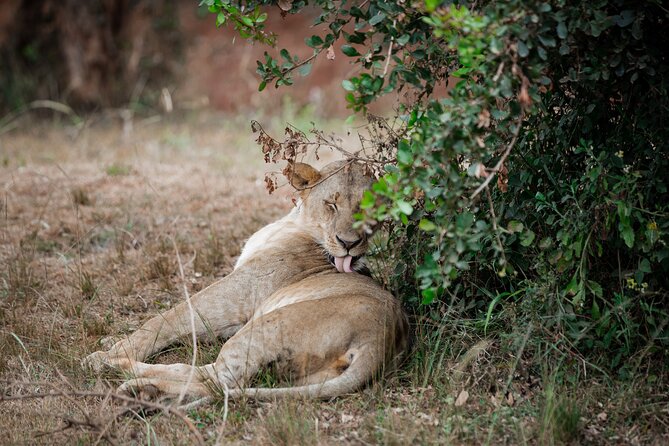 Nairobi National Park Game Drive - Shared Experience in Open Jeep - Service, reliability, and the vehicle warning
