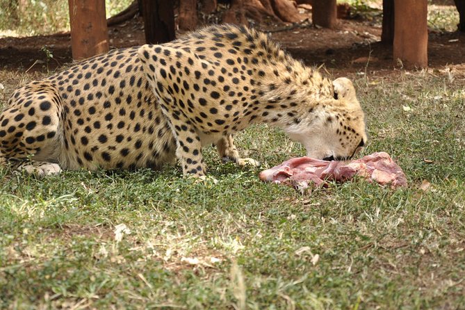Nairobi National Park Game Drive With free Pick Up - The 5:30 am pickup sets the tone