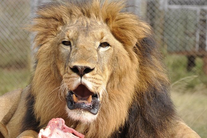 Nairobi National Park Game Drive With free Pick Up - What the Nairobi Animal Orphanage adds
