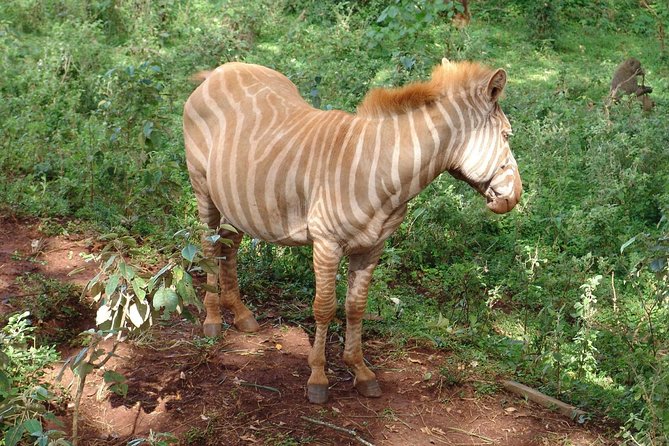 Nairobi National Park Game Drive With free Pick Up - Wildlife sightings and the right expectations