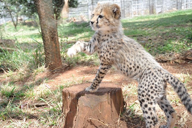 Nairobi National Park Game Drive With free Pick Up - What the driver-guide contributes