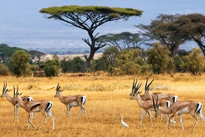 Nairobi National Park Game Drive With free Pick Up - Is $42 a fair price?