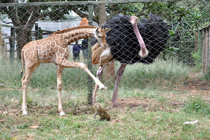 Nairobi National Park Game Drive With free Pick Up - Who should book this morning safari?