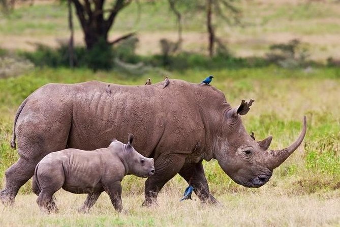 Nairobi National Park Game Drive With Free Pick Up Group Joining - Why Nairobi National Park makes sense for a short visit