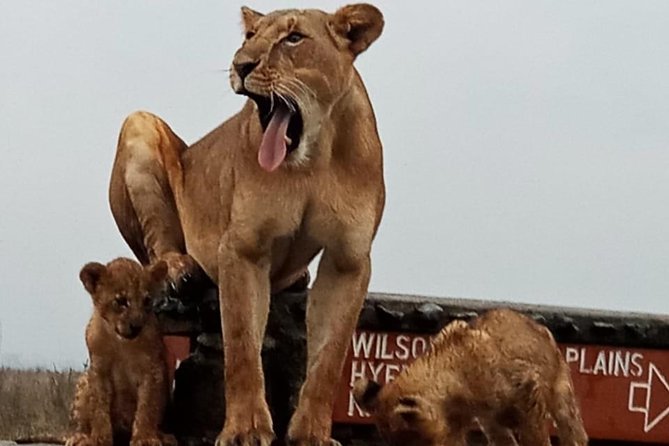 Nairobi National Park Game Drive With Free Pick Up Group Joining - The David Sheldrick Wildlife Trust elephant nursery