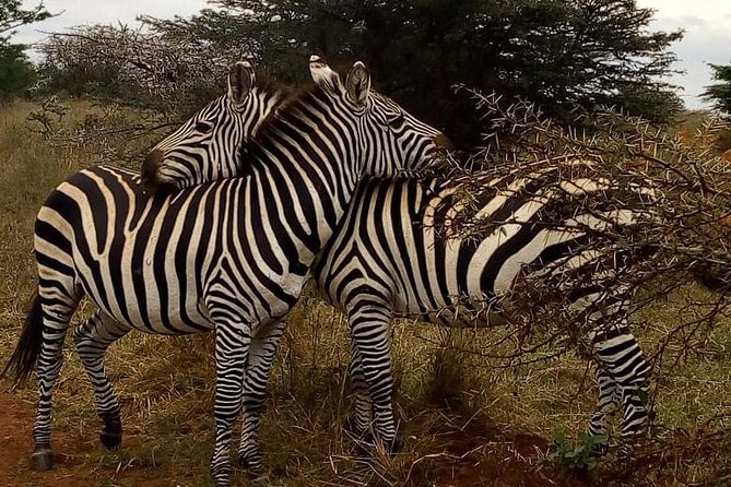 Nairobi National Park Game Drive With Free Pick Up Group Joining - Is $46 good value?