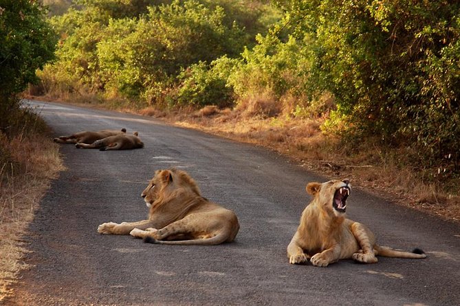 Nairobi National Park Game Drive With Free Pick Up Group Joining - Entering Kenya’s first national park
