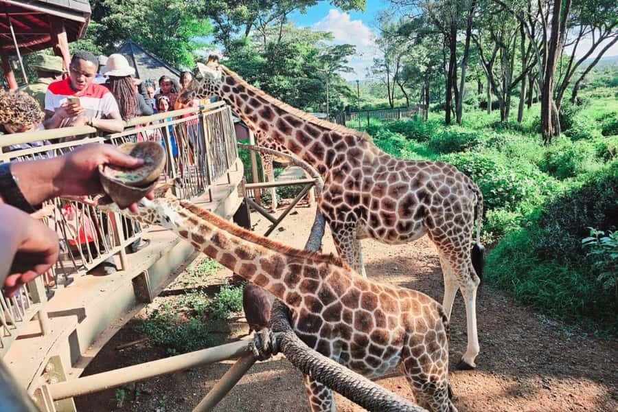 Nairobi National Park, Giraffe, Carnivore Lunch and Bomas - Timing, language, and day-to-day comfort