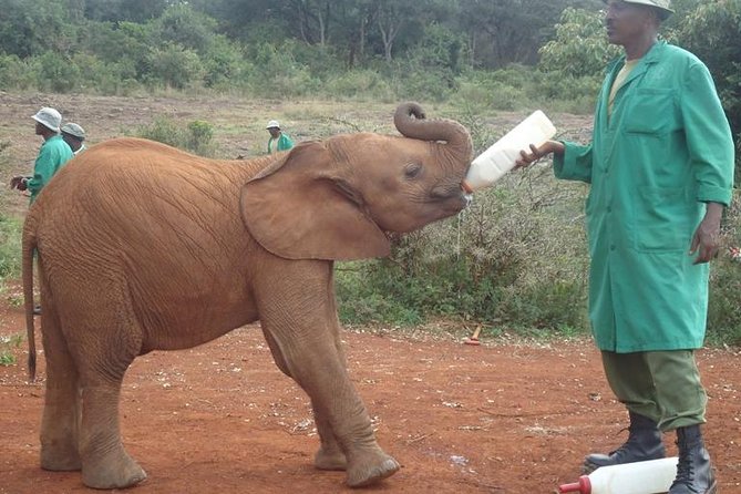 Nairobi National Park, Giraffe Center and Elephant Orphanage Day Tour from Nairobi - Why this Nairobi combination works