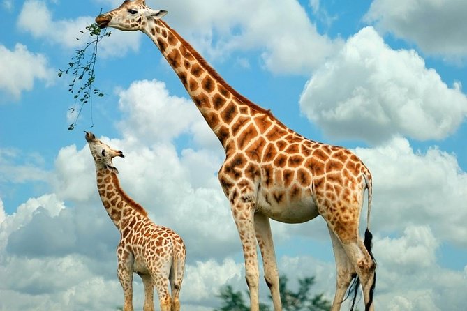Nairobi National Park, Giraffe Center and Elephant Orphanage Day Tour from Nairobi - What the $275 price really covers