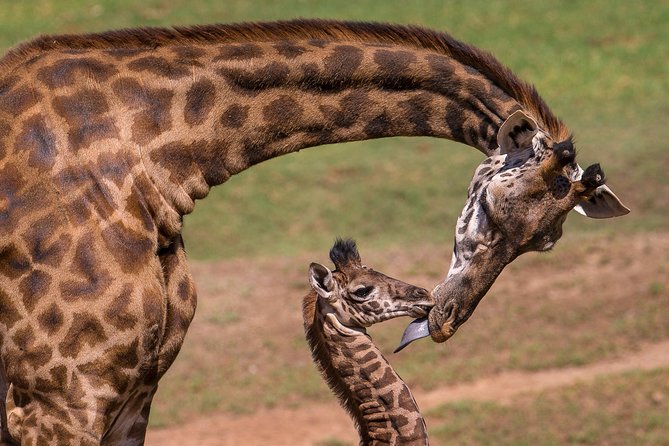 Nairobi National Park, Giraffe Center and Elephant Orphanage Day Tour from Nairobi - What the strong ratings tell you