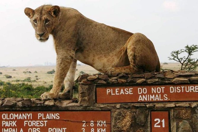 Nairobi National Park, Giraffe Center and Elephant Orphanage Day Tour from Nairobi - Sheldrick Wildlife Trust from 11:00 a.m. to noon