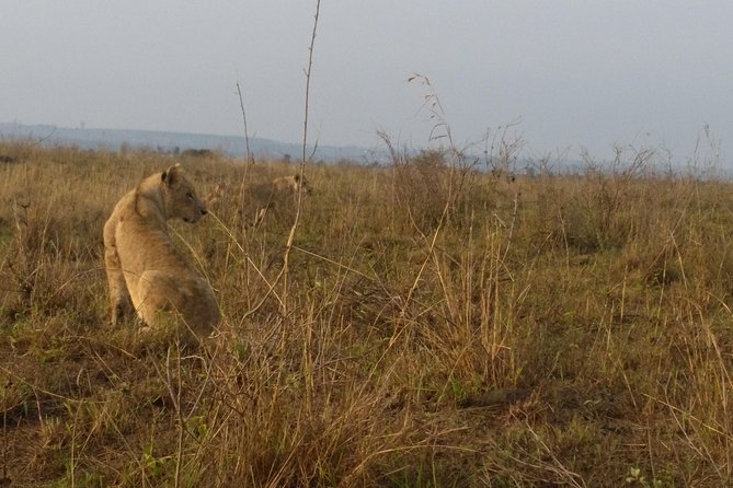Nairobi National Park, Giraffe Center & Karen Blixen Museum - Karen Blixen’s farmhouse and the Out of Africa connection