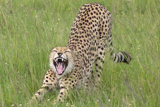 Nairobi National Park, Giraffe Center & Karen Blixen Museum - Bomas of Kenya as the alternative