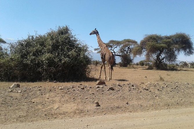 Nairobi National Park, Giraffe Center & Karen Blixen Museum - How the transport and start time affect your day