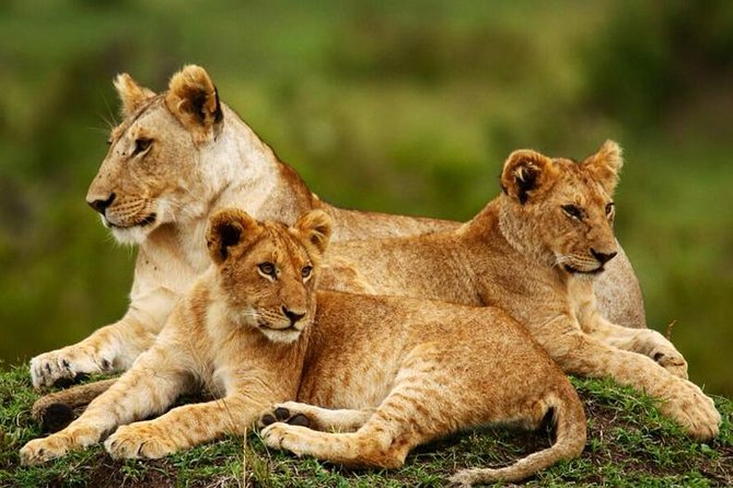Nairobi National Park, Giraffe Center & Karen Blixen Museum - Feeding conservation at the Giraffe Centre