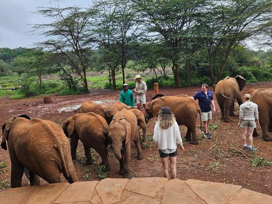 Nairobi National Park,Giraffe Center,Orpanage&Karen Blixxen - Five things to know before booking