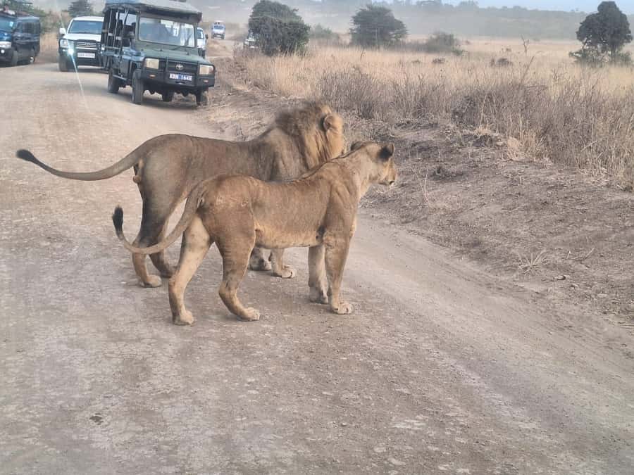 Nairobi National Park,Giraffe Center,Orpanage&Karen Blixxen - David Sheldrick Elephant Orphanage and the work behind it