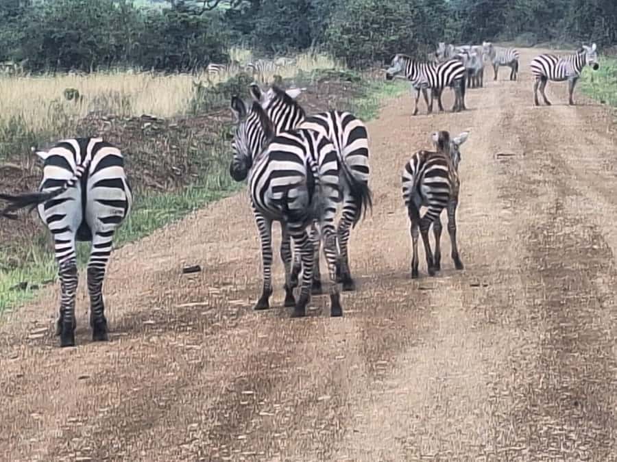 Nairobi National Park,Giraffe Center,Orpanage&Karen Blixxen - What the $80 price really covers