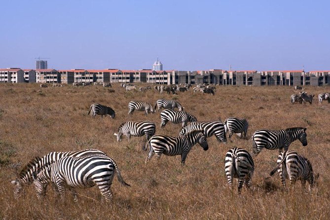 Nairobi National Park/ Giraffe Centre - Why Nairobi National Park works so well on a short visit