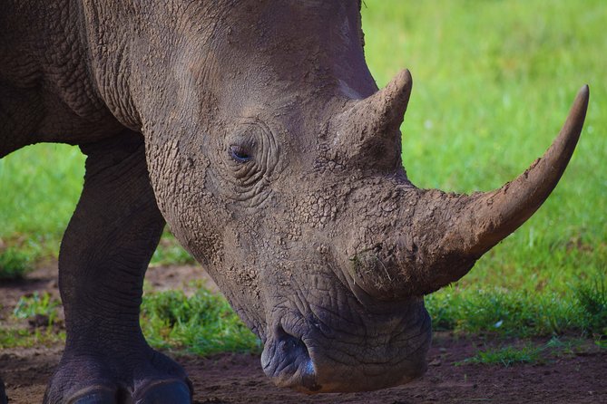 Nairobi National Park,Giraffe Centre, Karen Blixen Museum. - The 6 a.m. van ride and what it means