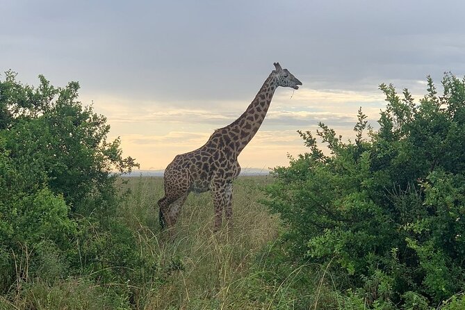 Nairobi National Park,Giraffe Centre, Karen Blixen Museum. - The David Sheldrick Wildlife Trust at 11 a.m.