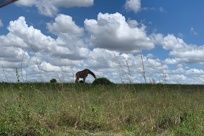 Nairobi National Park,Giraffe Centre, Karen Blixen Museum. - Karen Blixen Museum and the story behind the name
