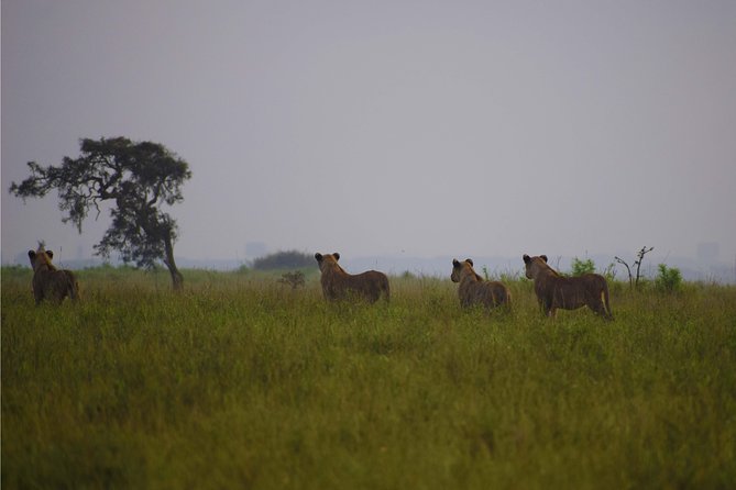 Nairobi National Park,Giraffe Centre, Karen Blixen Museum. - The real price: $160 plus four admissions