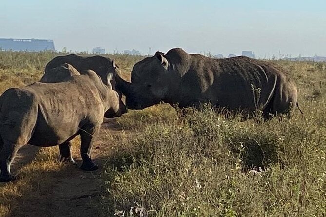 Nairobi National Park,Giraffe Centre, Karen Blixen Museum. - Who will enjoy this one-day combination?