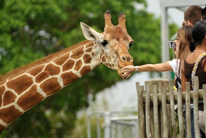 Nairobi National Park,Giraffe Centre, Karen Blixen Museum. - Nairobi National Park: the day’s main wildlife chance