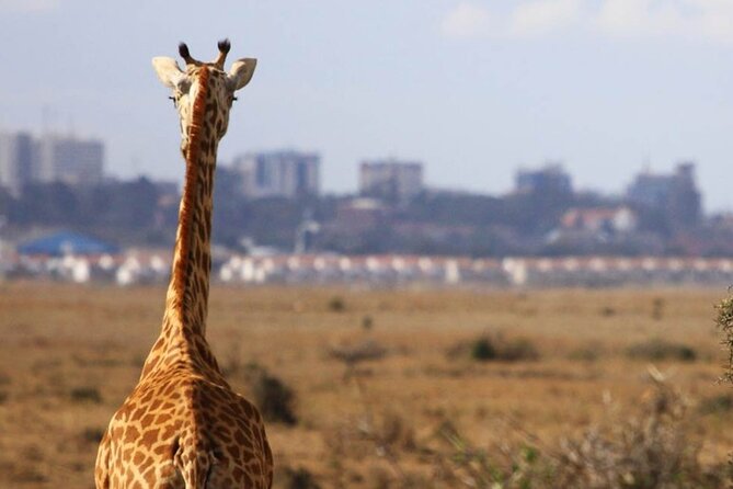 Nairobi National Park Group Shared Tour - Why Nairobi National Park works for a short visit
