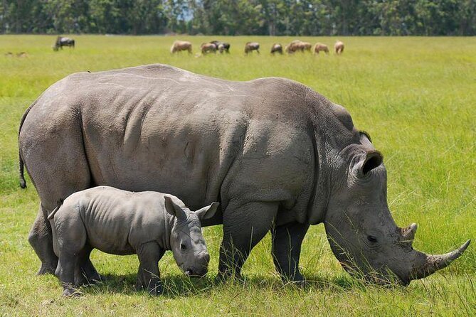 Nairobi National Park Group Shared Tour - The river, hippos, and crocodiles