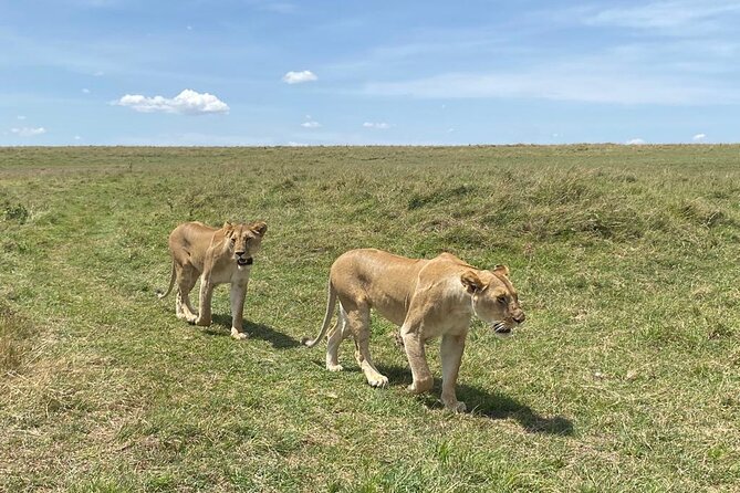 Nairobi National Park Group Shared Tour - The skyline view that changes the safari picture