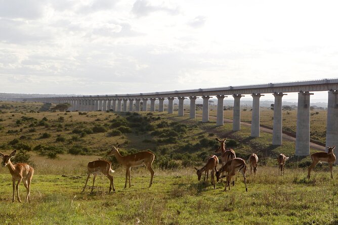 Nairobi National Park Group Shared Tour - What the $44 price really includes