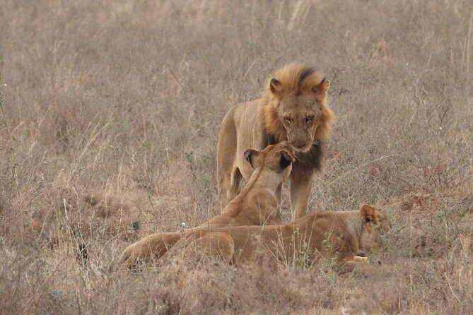 Nairobi National Park Group Shared Tour - Group size, comfort, and the driver-guide