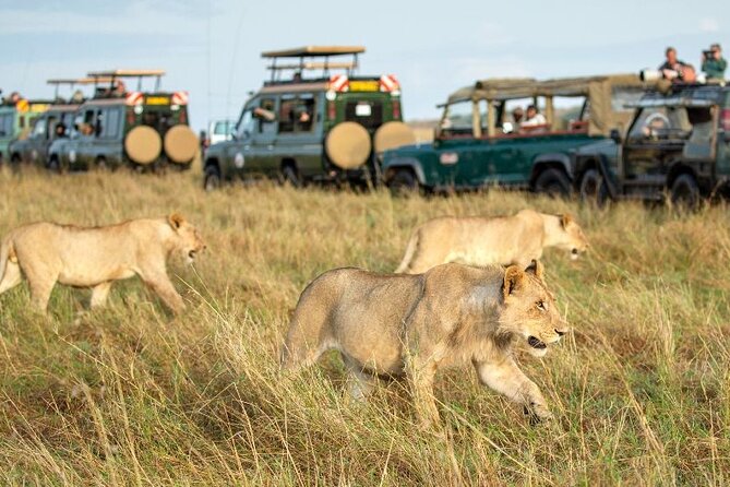 Nairobi National Park Group Tour - Pickup makes a short Nairobi tour easier