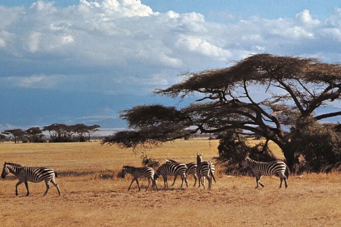 Nairobi National Park Group Tour - What to expect during the Nairobi National Park drive